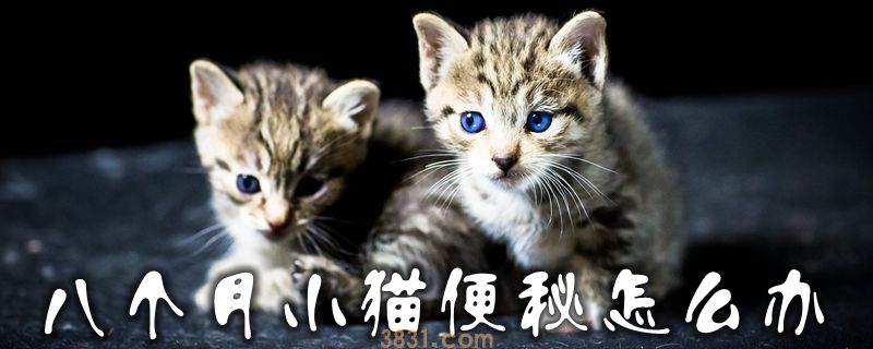八个月小猫便秘怎么办(图1)