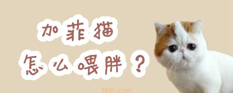 加菲猫怎么喂胖(图1)