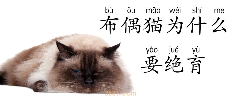 布偶猫为什么要绝育(图1)