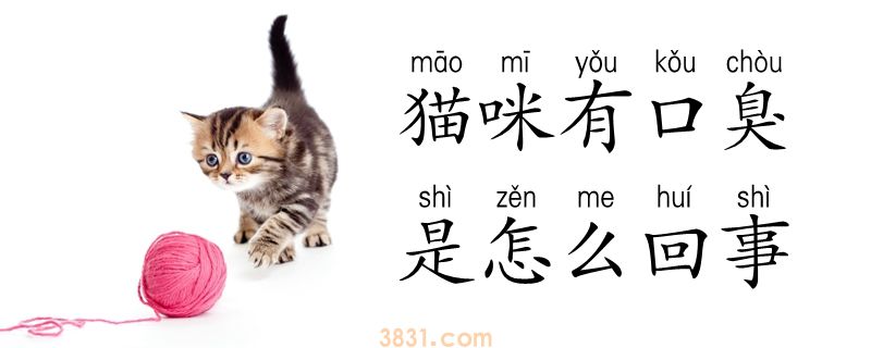 猫咪有口臭是怎么回事(图1)