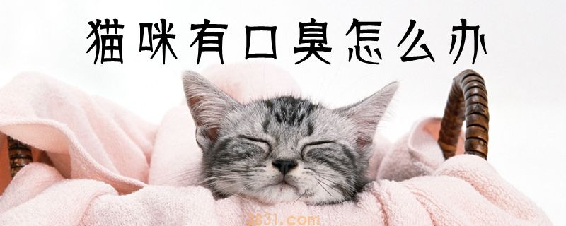 猫咪有口臭怎么办(图1)