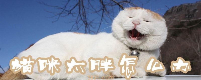 猫咪太胖怎么办(图1)