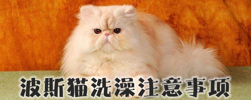 波斯猫洗澡注意事项(图1)
