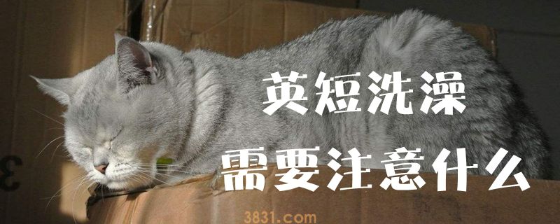 英短洗澡需要注意什么(图1)