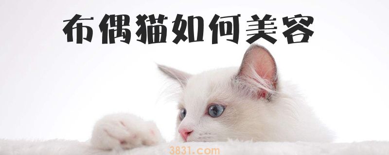 布偶猫如何美容(图1)