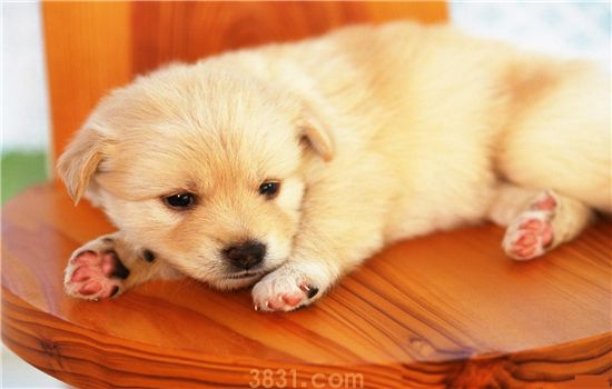 买金毛犬的幼崽要注意什么 买狗前一定要了解的常识性内容(图1)