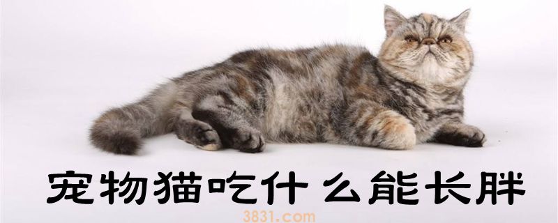宠物猫吃什么能长胖(图1)
