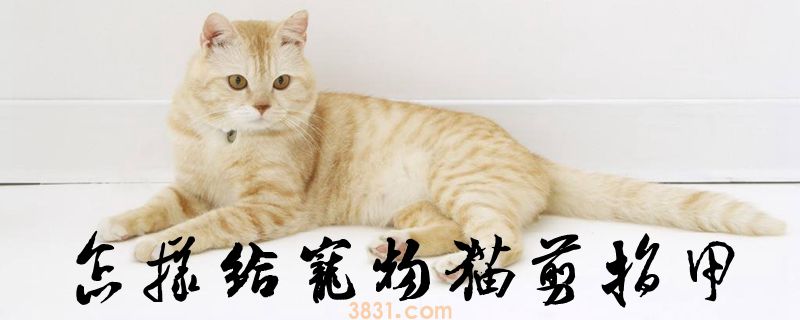 怎样给宠物猫剪指甲(图1)