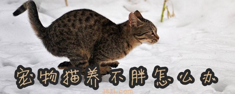 宠物猫养不胖怎么办(图1)