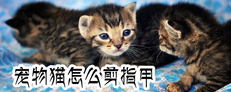 宠物猫怎么剪指甲(图1)