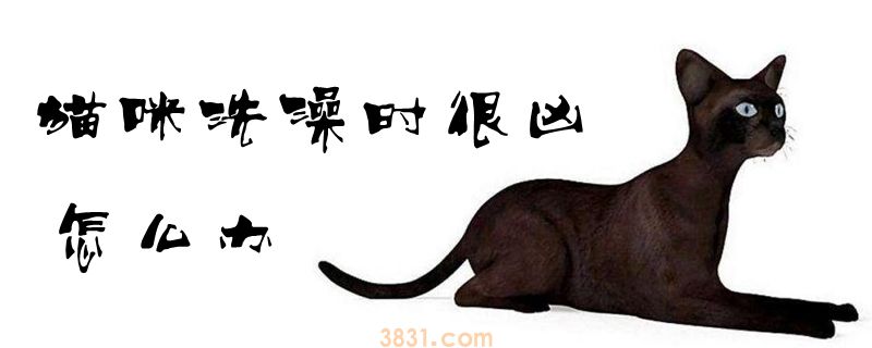 猫咪洗澡时很凶怎么办(图1)