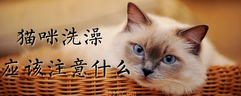 猫咪洗澡应该注意什么(图1)