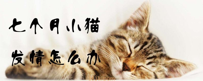 七个月小猫发情怎么办(图1)