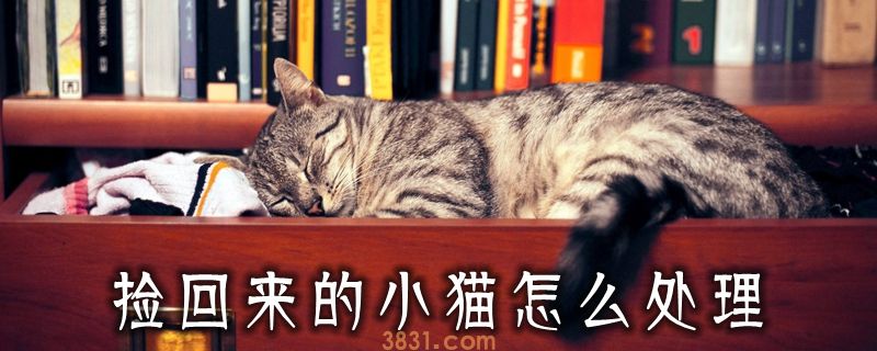 捡回来的小猫怎么处理(图1)