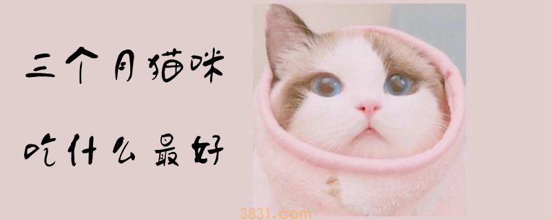三个月猫咪吃什么最好(图1)