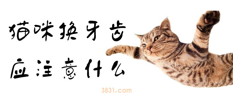 猫咪换牙齿应注意什么(图1)