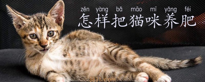 怎样把猫咪养肥(图1)