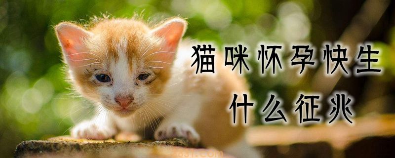 猫咪怀孕快生什么预兆(图1)