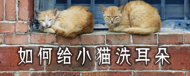 如何给小猫洗耳朵(图1)