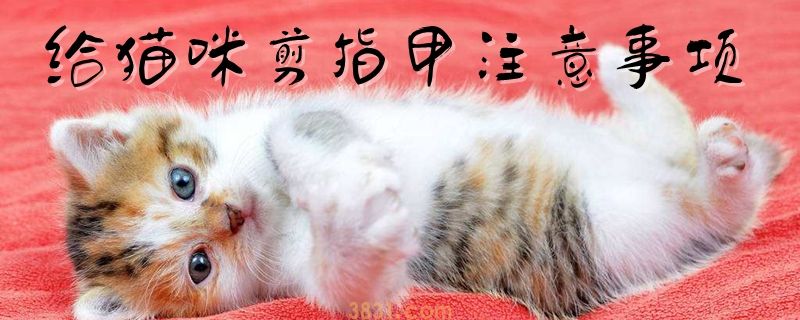 给猫咪剪指甲注意事项(图1)