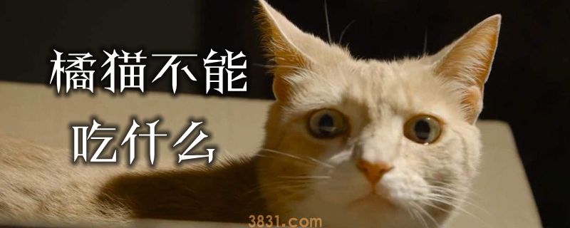 橘猫不能吃什么(图1)