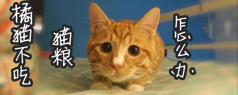 橘猫不吃猫粮怎么办(图1)