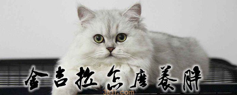 金吉拉怎么养胖(图1)