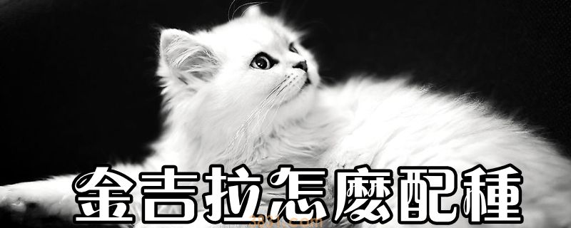金吉拉怎么配种(图1)