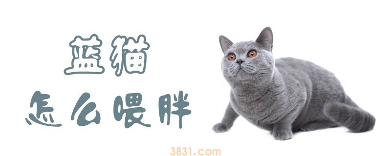 蓝猫怎么喂胖(图1)