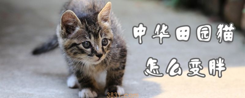 中华田园猫怎么变胖(图1)