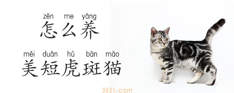 怎么养美短虎斑猫(图1)