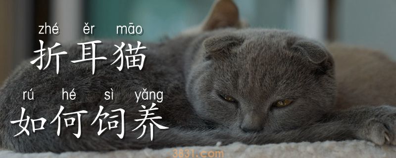 折耳猫如何饲养(图1)