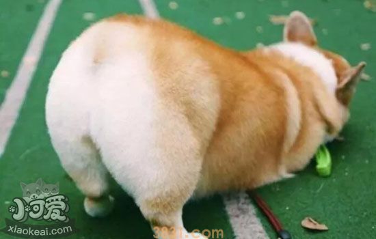 幼犬胆小怕主人怎么办 狗狗胆小到处躲怎么办(图4)