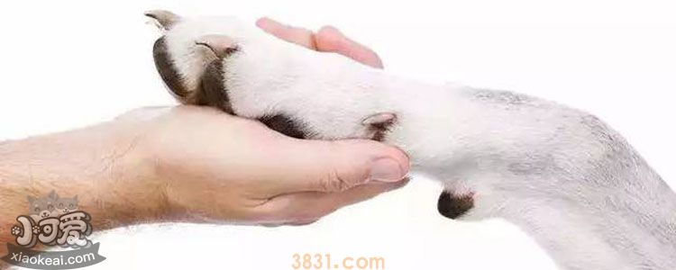 狗怎么表达情感的 狗如何表达感情(图4)