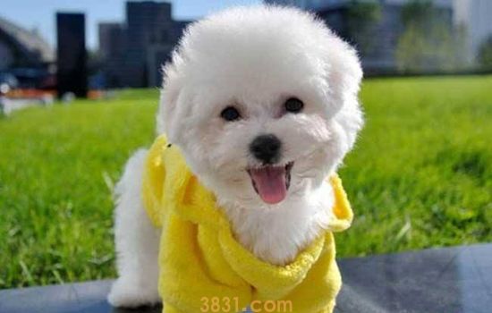 太溺爱狗狗会怎么样 别把它变成人人喊打的恶犬(图1)