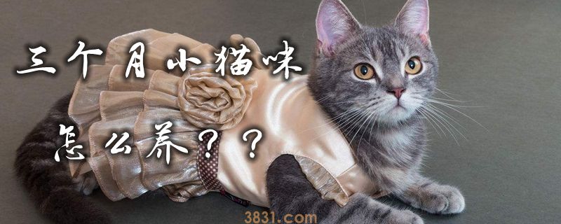 三个月小猫咪怎么养(图1)