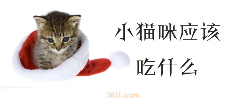 小猫咪应该吃什么(图1)