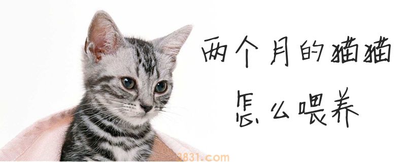 两个月的猫猫怎么喂养(图1)