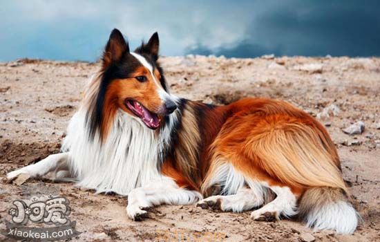 老年犬后腿站不起来 老年犬应该注意什么(图2)