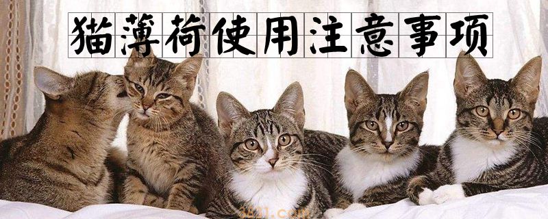 猫薄荷使用注意事项(图1)