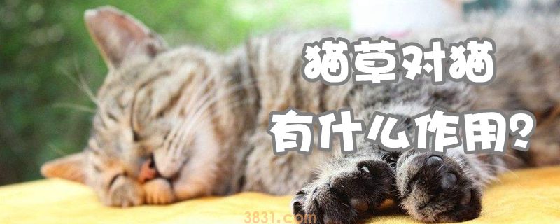 猫草对猫有什么作用(图1)