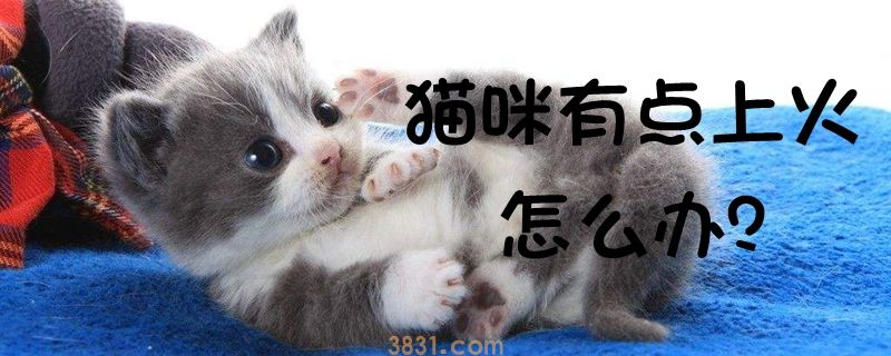 猫咪有点上火怎么办(图1)