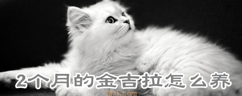 2个月的金吉拉怎么养(图1)