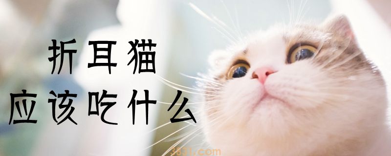 折耳猫应该吃什么(图1)