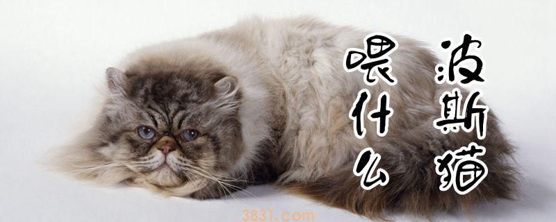 波斯猫喂什么(图1)