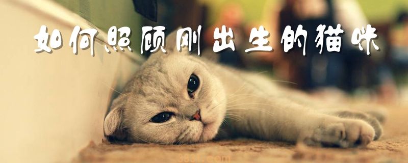 如何照顾刚出生的猫咪(图1)