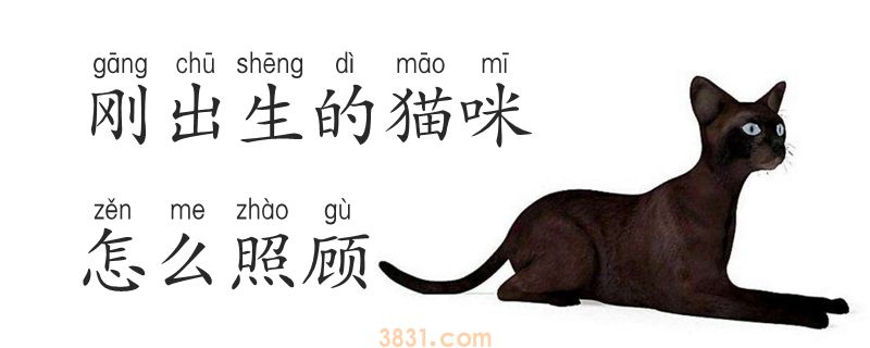 刚出生的猫咪怎么照顾(图1)