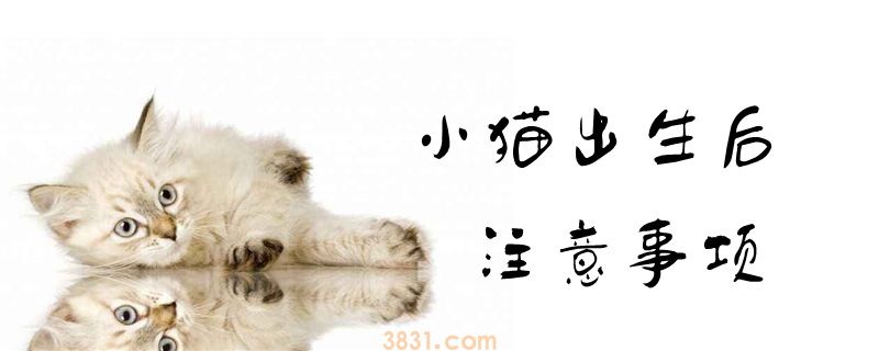 小猫出生后注意事项(图1)