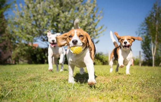 比格犬优缺点 比格犬性格的优缺点全面分析(图1)