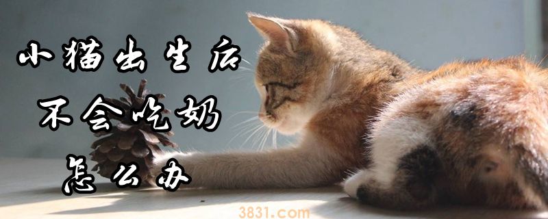 小猫出生后不会吃奶怎么办(图1)